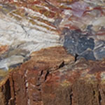 Petrified Wood
