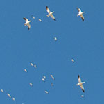 Arctic Geese