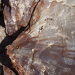 Petrified Wood 