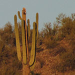 Saguaros