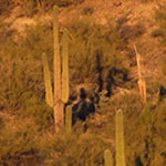 Saguaros