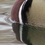 Wood Duck