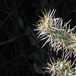 Cholla