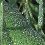 Morning Dew