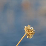 Dried Weeds