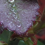 Dew on Rose Leaves