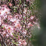 Pink Fairyduster