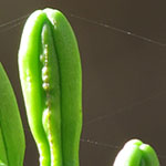 Century Plant