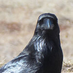 Raven