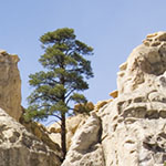 Tree growing from rock.
