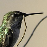 Anna's Hummingbird