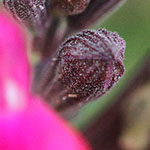 Navajo Rose