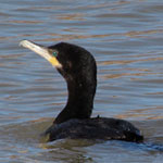 Cormorant