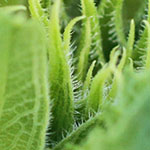 Sunflower Bud