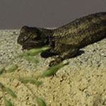 Fence Lizard