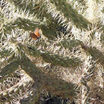 Cholla