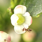 Ant on flower