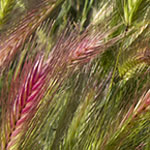 Wild Grass