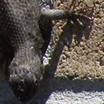Dinosaur shadow