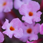 Butterfly Bush