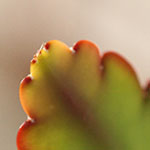 Epiphyllum Leaf Tip