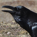 Raven