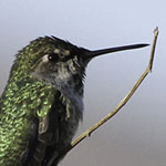 Hummingbird