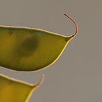 Yellowbird seed pods