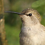 Hummingbird perched on seed pod