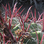 Fishhook Cactus