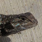 Fence Lizard