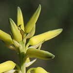 Aloe Flowers