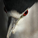 Night Heron