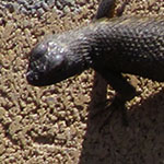 Fence Lizard