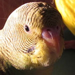 Parakeets