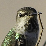 Hummingbird