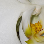 Phalaenopsis Orchid