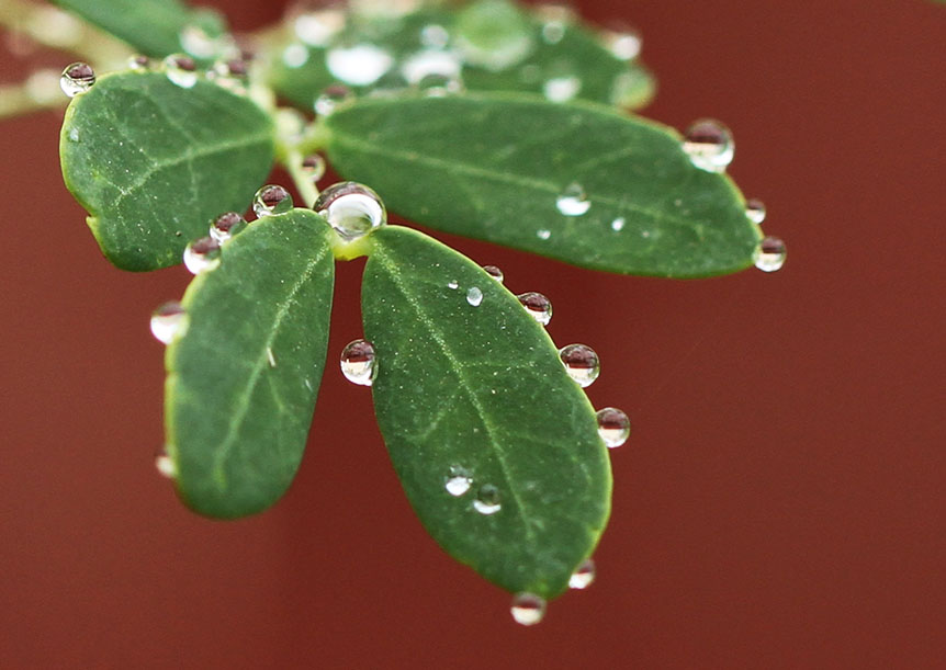 Raindrops
