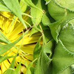 Sunflower Opening