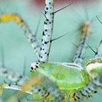 Green Lynx Spider