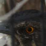 Curve-Billed Thrasher