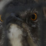 Curve-Billed Thrasher