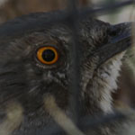 Curve-Billed Thrasher