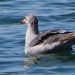 Seagull