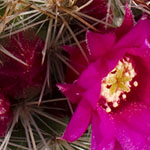 Pink Cactus Flowers
