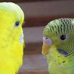 Two Parakeets