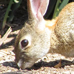 Wild Rabbit 