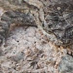 Fence Lizard