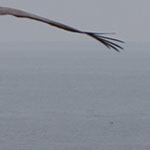 Pelicans