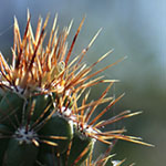 Mexican Fencepost